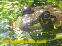 /home//u458753944/public_html/sourcegallery//Frogs/More bullfrogs/P1100104.JPG